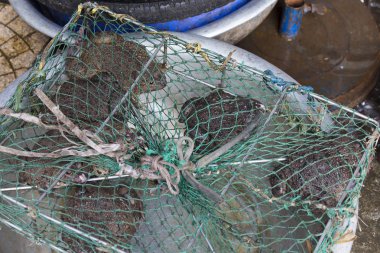 Kurbağalar Market Hanoi