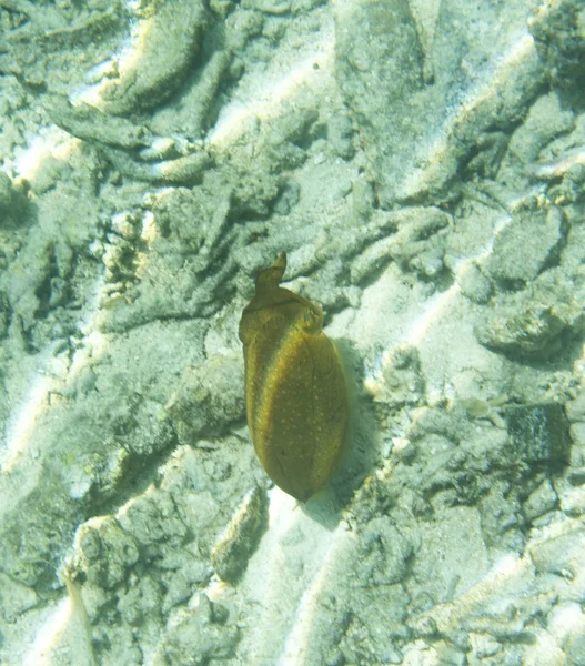 Lulas no mar das ilhas togianas — Fotografia de Stock