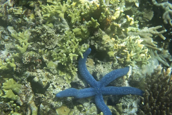 蓝色海星在 Togian 海岛礁石 — 图库照片