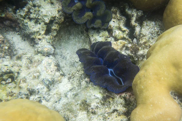Blue tridacna clam — Stock Photo, Image