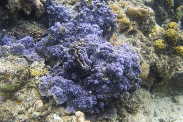 Blue encrusting coral — Stock Photo, Image