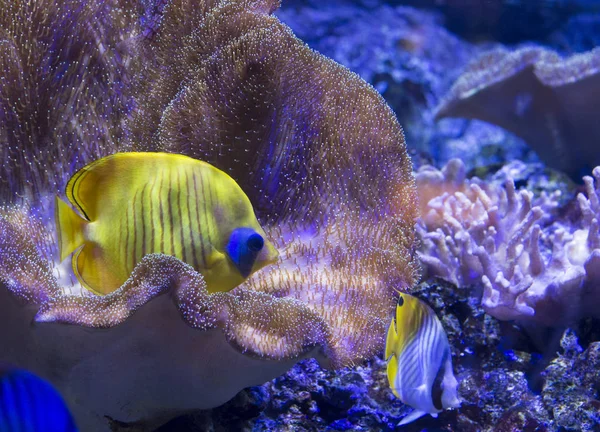 Peces mariposa amarilla bajo luces led — Foto de Stock