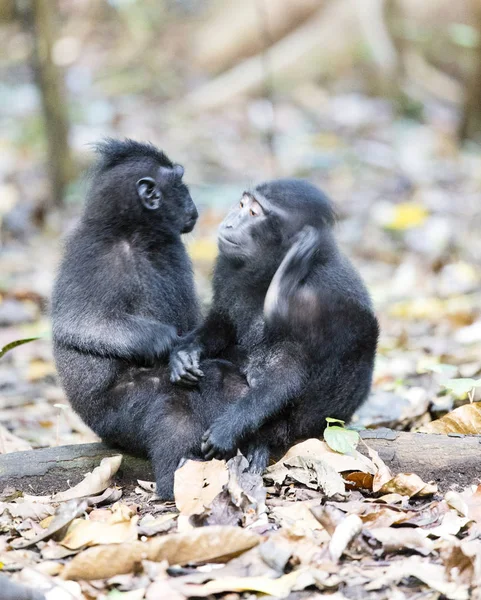 Dos macacos negros jóvenes — Foto de Stock