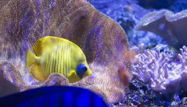 Yellow butterfly fish under led lights — Stock Photo, Image