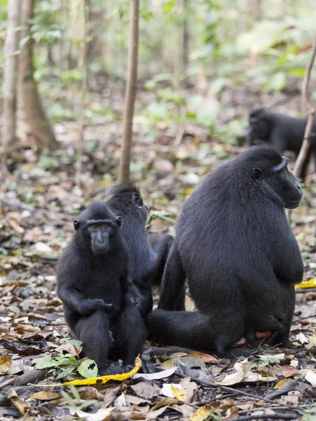 Árbol macacos negros jóvenes — Foto de Stock