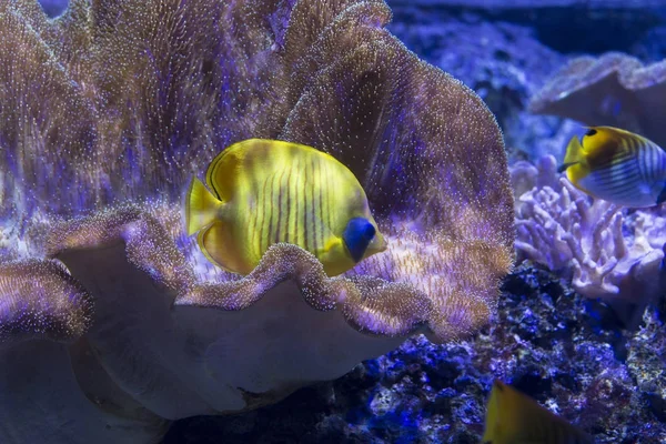 Peces mariposa amarilla entre corales — Foto de Stock