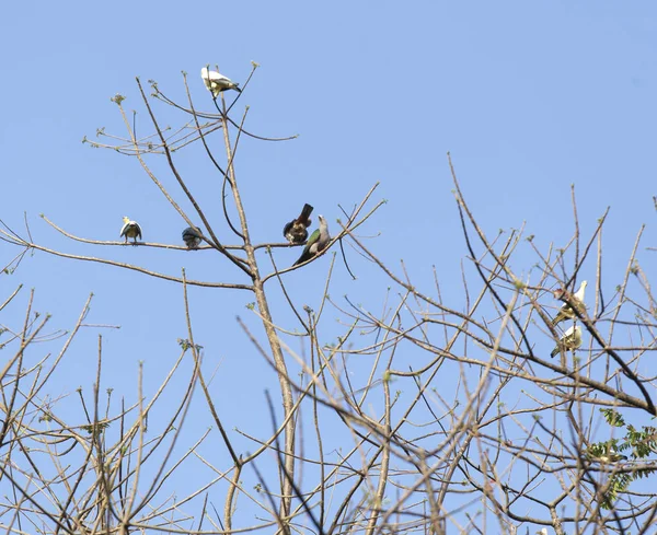 Grupo de palomas del norte de Sulawesi —  Fotos de Stock