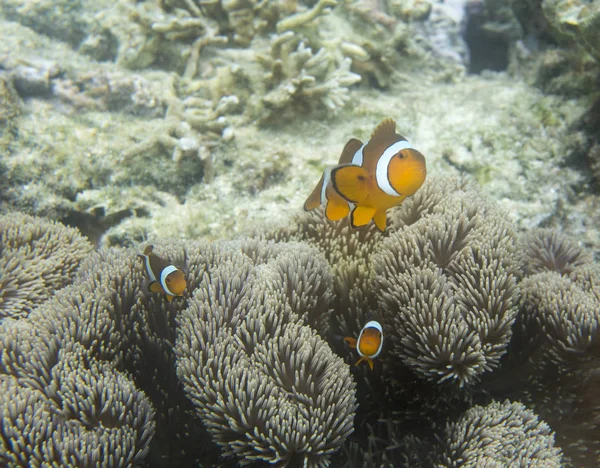 Ikan badut di anemon di bawah laut — Stok Foto