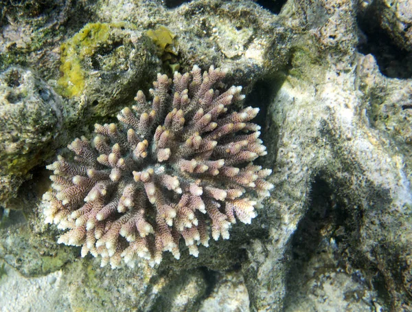 Deniz altında Acropora mercan