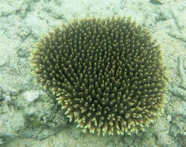 Acropora koraller under havet — Stockfoto