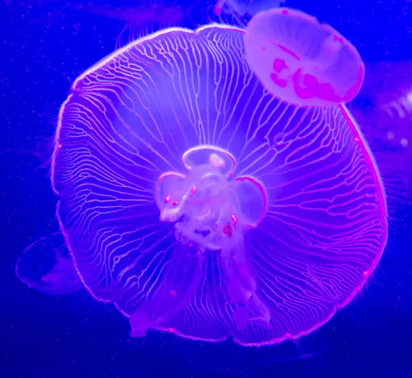 Medúzy detailní zobrazení — Stock fotografie