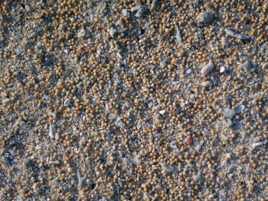 tropikal kum arka plan