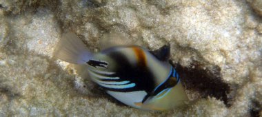 Mercanlar arasında yeme Picasso balık