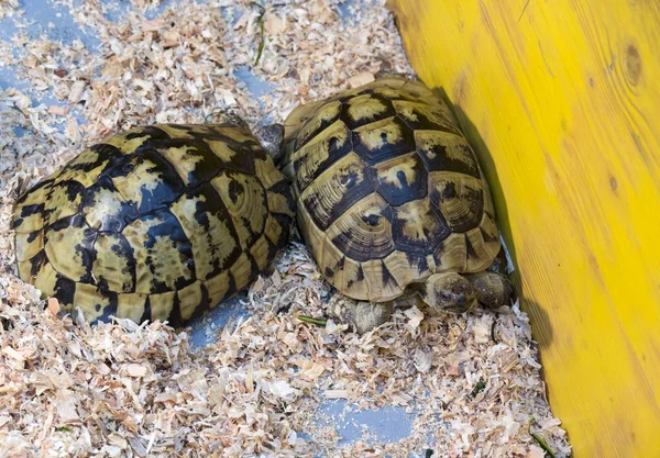 Testudo Hermanni skildpadder solgt på markedet - Stock-foto