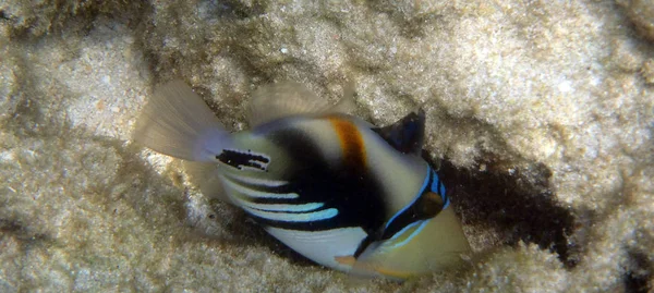 Mercanlar arasında yeme Picasso balık