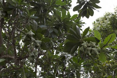 Endonezya 'da tanımlanamayan büyük ağaç