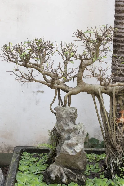 Vietnam güzel bonsai — Stok fotoğraf