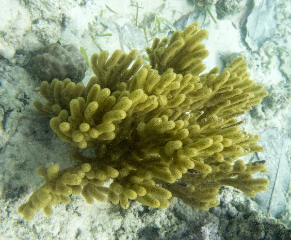 Žlutá gorgonií korálů v Togian islands — Stock fotografie