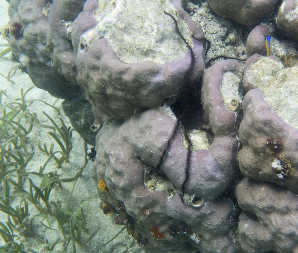 Pióro starfish Island Sowica — Zdjęcie stockowe