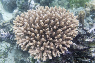 Güzel acropora Mercan Denizi Sulawesi içinde