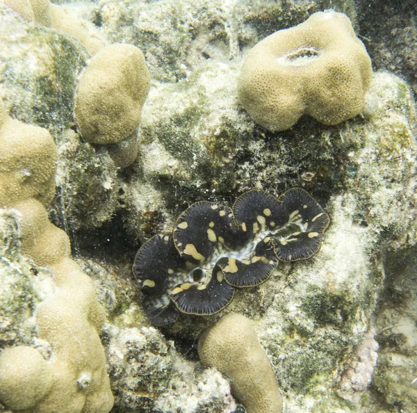 Beautiful tridacna clam in the sea of Indonesia — Stock Photo, Image