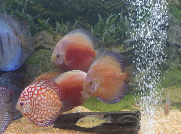 Coloured discus fishes — Stock Photo, Image