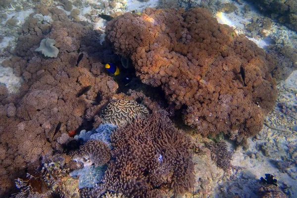 Mercan Sulawesi içinde — Stok fotoğraf