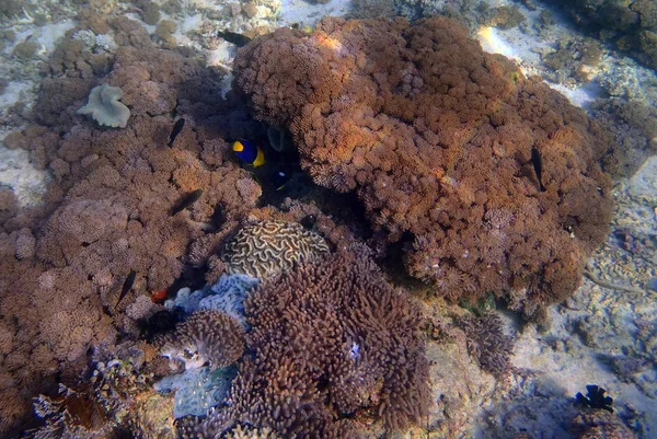 Rafa koralowa w regionie Sulawesi — Zdjęcie stockowe