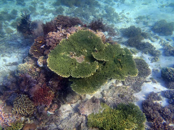 Recifes de Coral em Sulawesi — Fotografia de Stock