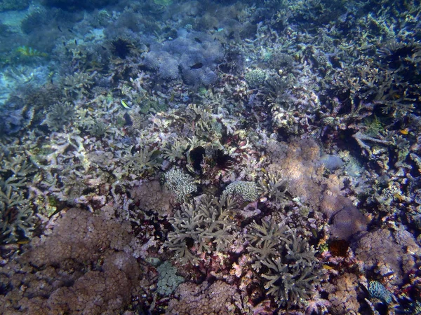 Arrecife de coral en Sulawesi — Foto de Stock