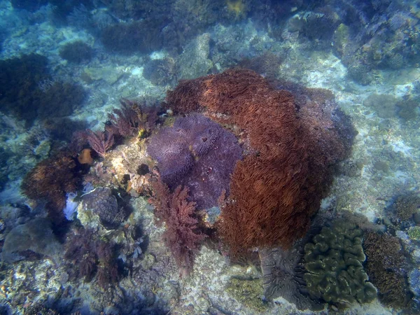 Recifes de Coral em Sulawesi — Fotografia de Stock