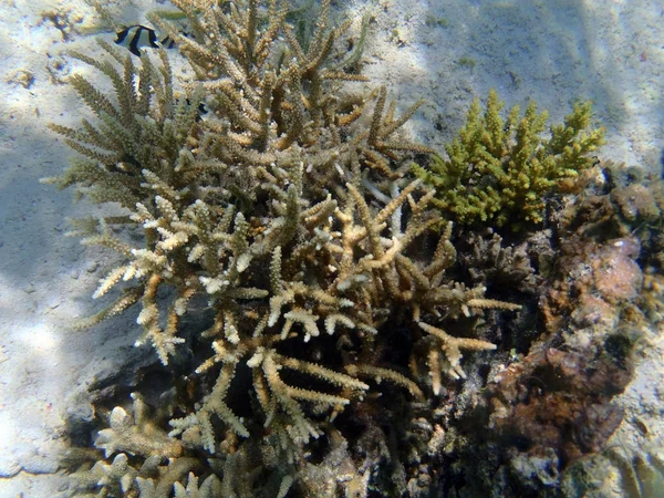 Recifes de Coral em Sulawesi — Fotografia de Stock