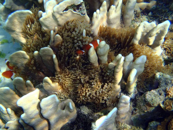 Arrecife de coral en Sulawesi —  Fotos de Stock