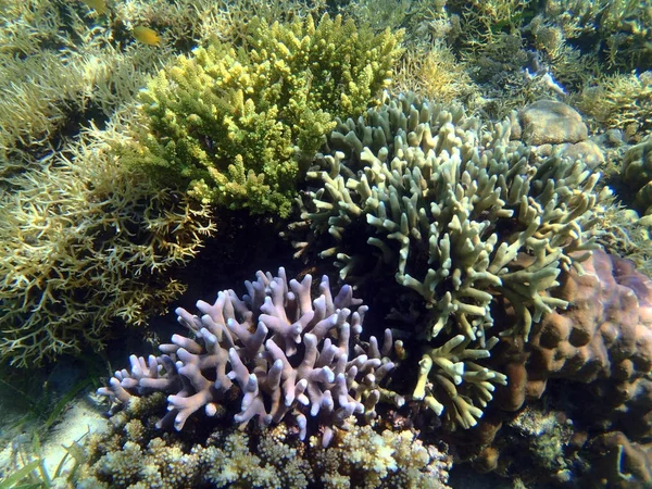 Коралловый риф в Сулавеси — стоковое фото