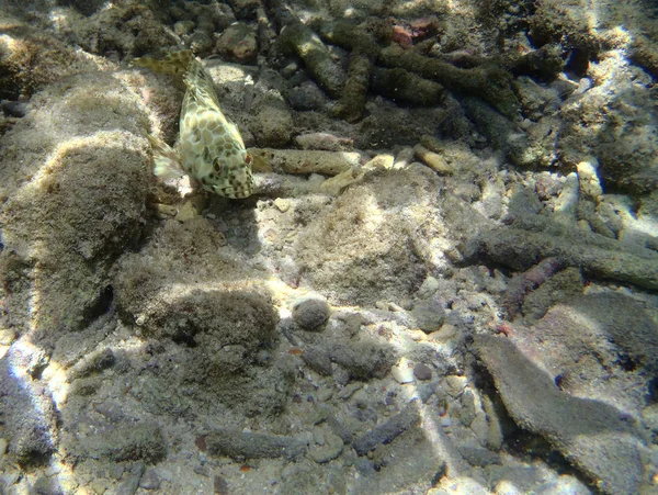 Korallrev i Sulawesi — Stockfoto