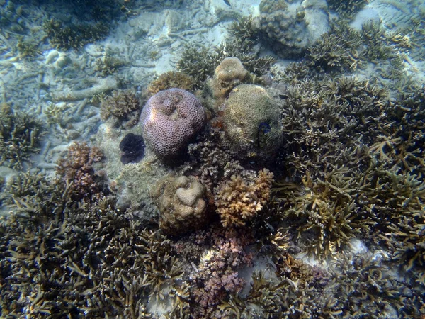 Rafa koralowa w regionie Sulawesi — Zdjęcie stockowe