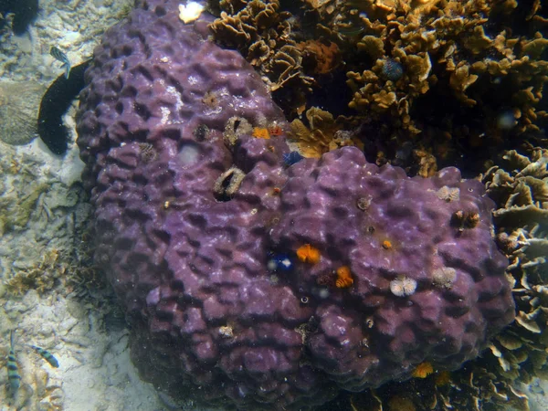 Rafa koralowa w regionie Sulawesi — Zdjęcie stockowe