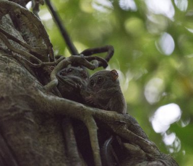 tarsius bir ağaç üzerinde