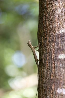 Uçan kertenkele, Tangkoko Milli Parkı