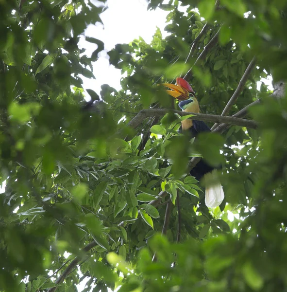 Knobbed Hornbill maschio — Foto Stock