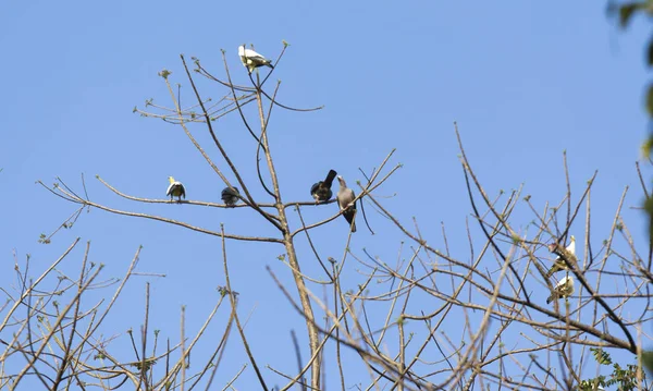 Group of pigeons in north Sulawesi — Stock Photo, Image