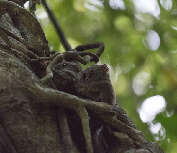 tarsius bir ağaç üzerinde