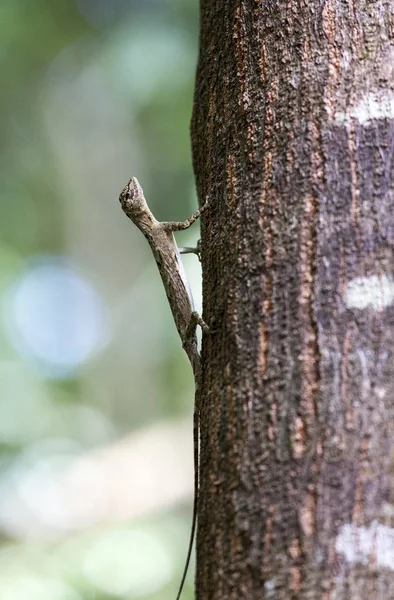 Flying lizard in Tangkoko nationaal park — Stockfoto