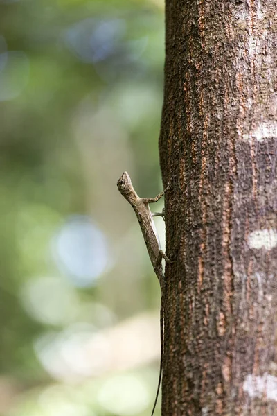 Flying lizard in Tangkoko nationaal park — Stockfoto