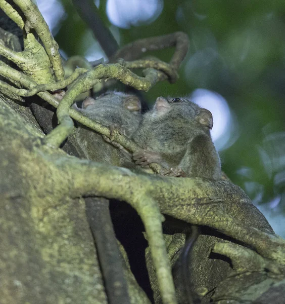 tarsius bir ağaç üzerinde