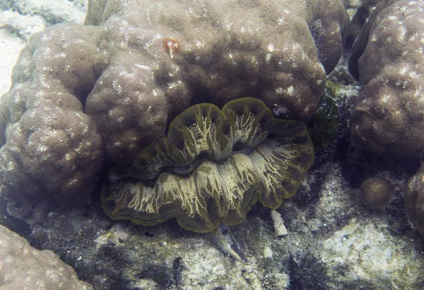 Jätte mussla i havet av Togian öarna — Stockfoto