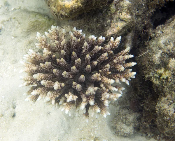 Acropora крупним планом подання в Togian острови — стокове фото