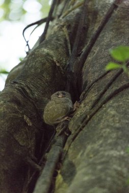 tarsius bir ağaç üzerinde