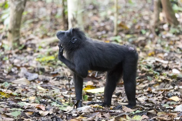 Denken und aufschauen schwarze Makaken — Stockfoto