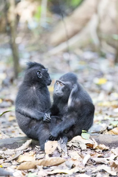 Macacos negros sentados en el parque nacional de Tangkoko — Foto de Stock